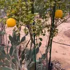 للبيع استراحه كبيره على 3 شوارع المساحه1854 م