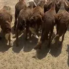 بهم سواكن
