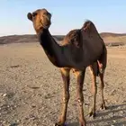 قعود دبياني