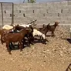 تيوس وعنقان محايل عسير