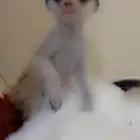 تيمون ميركات سرقاط