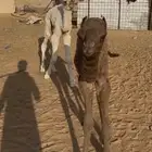 حيران ضيار