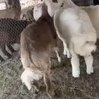 طليان حريه