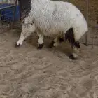 رخل نعيميه