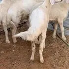 هرافا حريات