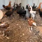فراريج مشكل