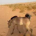 فرس مع مهرتها