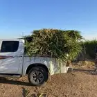 اعلاف وشتلات بونيكام اسباني
