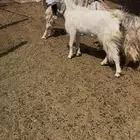 معزا للبيع