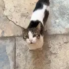 قط مفقود حي الملك فهد المدينة المنورة