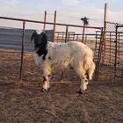 رخل طيبه مغلقه شحم