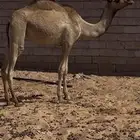 للبيع بكره حقه الان طيبه وسلاله