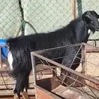 تيس فحل حو اصيل ونادر