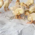 صيصان بط بكيني