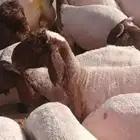 مطلوب غنم نعيم فهقه سنه او سنتين او اخلص من عيالها