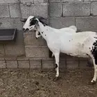 عنز بيشية
