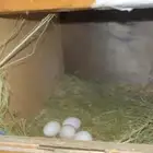 زوج روز منتج