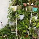 نبات داخلي واسعار جميلة