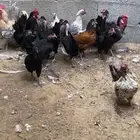 الاحساء البطاليه