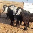 جفرات عوارض صنف