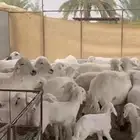 غنم حريات 40 تحتها 28