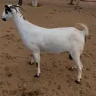عنز فاخره كحلى