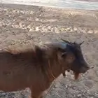 تيس