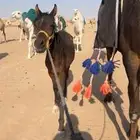 مهر شعبي ماتطبع مع البل