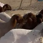 14 راس جذعات نعيم مضاريع مضربه وجاهزه