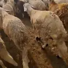 طليان سواكن مرابي اوزان