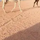 للبيع نياق لقحات وضح