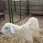 طلي حري