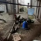 دجاج بلدي