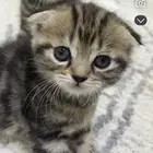 قطط سكوتش فولت