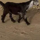 جفره عارضيه خصمم