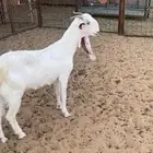 مشروكه دافع سونار