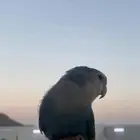 ببغاء الروز   متربيه   لعابه