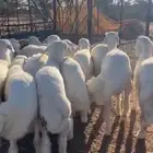 طليان مرباه