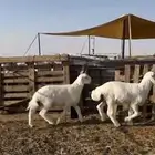 طليان صنف