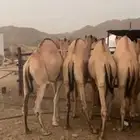 قعدان مراابي طيبه
