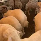 طليان حرية
