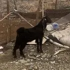 تيس مخصي