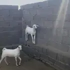 جفار