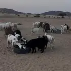 معزا عددها 34 فيها 20 من رباع وتحت