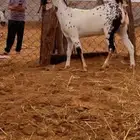 جفره فاخره بيشيه مرخا