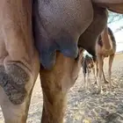 خلفه ساحليه مصغر منيحه (( تم البيع ))