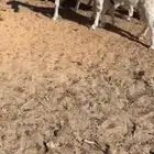 جفار مطورات بيض