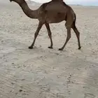 قعود اشعل كفو - تم البيع