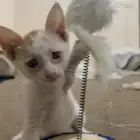 تبني كتن
