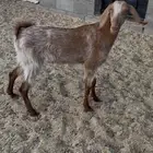 جفرا. ثنيه. فل فل شحم. البيع. 1200 ريال.
